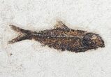 Knightia Fossil Fish Plate - x #13843-3